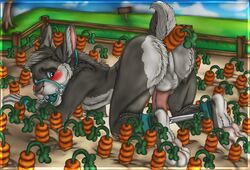 anal anal_sex anthro balls blush bondage bound carrot carrots farm fence fur furry greyhare hare lagomorph male male_only mammal mrchocolate nude penetration penis rabbit side_view