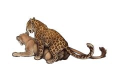 balls barely_visible_balls barely_visible_genitalia duo felid female feral feral_on_feral from_behind_position genitals leopard lioden lion male male/female mammal mounting pantherine penetration sex smaller_version_at_source vaginal_penetration xylax