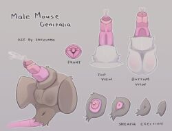 anatomy anthro closeup cumshot diagram feral furry genital_reference male_mouse mouse penis realistic_feral reference