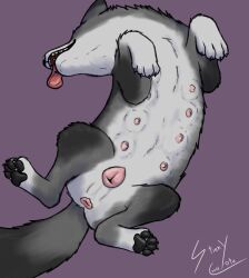 absurd_res anatomically_correct anatomically_correct_genitalia anatomically_correct_vulva animal_genitalia animal_vulva anus canid canine canine_genitalia canine_vulva canis domestic_dog erect_nipples feet female feral footprint genitals hi_res layed_down mammal nipple_fetish nipple_outline nipples pawpads pawprint paws solo spread_anus spread_vulva spreading stinkycoyote tongue tongue_out vulva