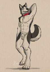 2017 abs animal_genitalia anthro athletic athletic_anthro athletic_male balls black_body black_fur black_nose blue_eyes canid canine canis claws collar dated domestic_dog front_view full-length_portrait fully_sheathed fur genitals hand_behind_neck hufnaar husky looking_at_viewer male male_anthro mammal nordic_sled_dog nude open_mouth pecs portrait red_collar red_tongue sheath simple_background solo spitz standing toe_claws tongue tongue_out white_background white_balls white_body white_fur