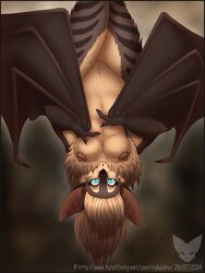 2014 bat breasts chest_tuft claws cyan_eyes female fluffy fur hybrid mammal mark_haynes marsupial nude numbat realistic_wings solo surprised teal_eyes tuft upside-down wings