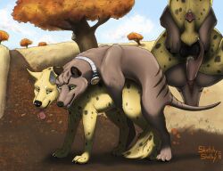 2023 animal_genitalia anus black_nose blue_sky brown_body brown_fur canid canine cheek_tuft dasyuromorph dated day duo facial_tuft fangs feral feral_on_feral feral_penetrated feral_penetrating feral_penetrating_feral forked_penis from_behind_position fur genitals glistening glistening_eyes green_eyes head_tuft hi_res knot_in_sheath male male/male male_penetrated male_penetrating male_penetrating_male mammal markings marsupial narrowed_eyes orange_eyes outside penetration penis penis_tip plant recently_extinct_species red_anus sex sheath side_view signature sketchy_shelby sky spots spotted_body spotted_fur spotted_legs striped_back striped_markings striped_tail stripes tail tail_markings teeth thylacine thylus tree tuft yellow_body yellow_fur