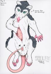 2024 american_opossum anthro blep claws dated female female_anthro feral front_view fur genitals grey_body grey_fur hi_res looking_at_viewer mammal marsupial pink_tail pink_tongue pouch_(anatomy) purple_claws pussy simple_background sketchy_shelby solo tail teal_eyes tongue tongue_out traditional_media_(artwork) vulva white_background white_body white_fur