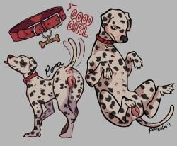 absurd_res animal_genitalia animal_pussy bodily_fluids canid canine canine_genitalia canine_pussy canis collar cora_the_dalmatian_(oc) dalmatian domestic_dog female feral genital_fluids genitals hi_res mammal model_sheet pussy solo tail tail_motion tailwag tongue tongue_out