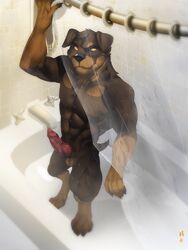 1boy 2014 abs animal_genitalia anthro balls bath bathtub biceps canine claws fur knot male male_only mammal muscles nude patto pecs penis rottweiler smile solo water wylderottie