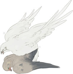 ambiguous_gender avian beak bird blush closed_eyes duo feral feral_on_feral from_behind hatoful_boyfriend kazuaki_nanaki kazuaki_nanaki maim mourning_dove nageki_fujishiro pigeon plain_background quail sex white_background white_feathers wings