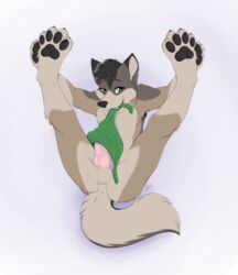 1boy 2014 animal_genitalia anthro anus balls bandana canine canine_penis fur furry knot kwik legs_up male male_only mammal nude penis solo spread_legs spreading yellow_eyes