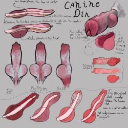 1:1 anatomically_correct anatomically_correct_genitalia anatomically_correct_penis anatomy_reference animal_genitalia animal_penis baculum bone canid canine canine_genitalia canine_penis close-up description detailed_penis educational el_kyze english_text fur genitals gradient_penis hi_res knot knot_root male mammal penis reference_guide simple_background solo text urethra white_body white_fur x-ray_view