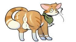 anus ass balls domestic_cat felid feline felis feral fur genitals herm intersex kerchief looking_at_viewer looking_back mammal neckwear orange_body orange_fur paddedpurr pussy rear_focus shaded solo