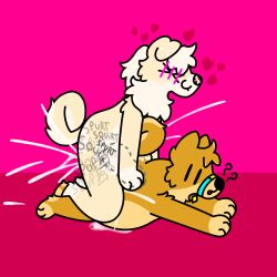 1:1 absurd_res anthro bodily_fluids canid canine canis cum cum_inflation cum_inside curled_tail domestic_dog doshiba_solaris doug_polaris duo ejaculation excessive_cum excessive_genital_fluids fur genital_fluids genitals hi_res inflation knot leaking_cum male male/male mammal multiple_orgasms on_top orgasm penis shiba_inu shiroi_yuki slightly_chubby spitz tail white_body white_fur yellow_body yellow_fur