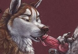 blotch canid canine canine_penis fellatio furry furry_only gay knot oral penis uncensored