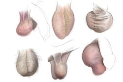 balls dangling_testicles erection flaccid hairy hairy_balls male male_only multiple_penises penis pubic_hair sketches testicles undomiell uneven_balls