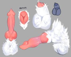 animal_genitalia anthro balls bodily_fluids canid canine digital_media_(artwork) female feral fur genital_fluids genitals hi_res knot male mammal naughty_derg penis solo