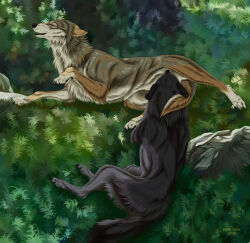 2025 ambiguous_feral ambiguous_gender black_body black_claws black_fur brown_body brown_fur canid canine cheek_tuft chest_tuft claws dated duo ears_back english_text eyes_closed facial_tuft fellatio feral fur grass grey_body grey_fur hi_res looking_pleasured male male/ambiguous male_feral mammal msdeadsoul neck_tuft oral outside penile pivoted_ears plant rock sex signature text tuft white_body white_fur