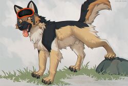 adelar_elric animal_genitalia canid canine canis claws countershade_fur countershade_tail countershade_torso countershading domestic_dog feral fur genitals grass male mammal paws plant quadruped rescueshep sheath solo tail tongue tongue_out