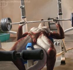 anthro barbell bench_press breasts brown_body brown_fur clitoris clitoris_piercing exercise female fur genital_piercing genitals hi_res himeragoldtail humanoid_genitalia humanoid_pussy inside kangaroo lying macropod mammal marsupial mouth_closed nipple_piercing nipples nude on_back piercing pussy scar solo weightlifting white_body white_breasts white_fur workout