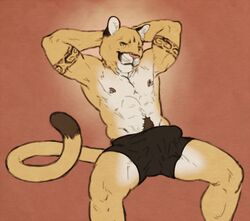 1boy anthro bulge clothing cougar feline koutou male male_only mammal nipple_piercing nipples piercing solo underwear