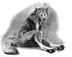 1boy 2015 anthro anus balls blackteagan canine greyscale harness husky looking_at_viewer male male_only mammal monochrome nude sketch smile solo tail