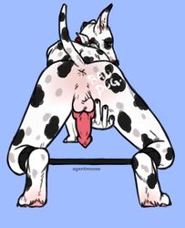 1boy agentmoose_(artist) animal_genitalia anthro anus ass canine canine_penis collar cum fur furry knot looking_at_viewer male male_only mammal penis presenting raised_tail sebastian solo spread_legs spreader_bar spreading