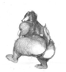 2015 anthro ass badger big_butt big_thighs bottomless breasts clothed clothing female fur half-dressed hindpaw looking_at_viewer looking_back mammal mustelid nude oddwilds overweight paws pencil_(artwork) pussy sideboob sketch smile solo spread_legs spreading traditional_media_(artwork) wide_hips