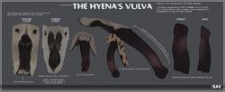 absurd_res anatomically_correct anatomically_correct_genitalia anatomically_correct_vulva animal_genitalia animal_vulva close-up description female feral genital_shot genitals hi_res hyaenid_pussy hyena imperial_unit information information_label mammal measurements metric_unit pseudo-penis pseudo-scrotum reference_guide species_sheet spotted_hyena strana_(artist) striped_hyena teats text vulva