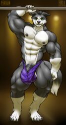 abs anthro balls biceps black_hair border_collie bulge canine claws clothing dog filut fur furry green_eyes hair half-erect kimbyfox male male_only mammal muscle muscles muscular muscular_male nipples pecs penis pirun signature solo solo_male thong torn_clothing vein