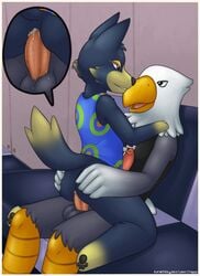 anal anal_sex animal_crossing anthro apollo_(animal_crossing) avian balls bird bottomless canine cutaway duo eagle erection gay male mammal nintendo penetration penis rapps sex video_games wolf wolfgang_(animal_crossing)