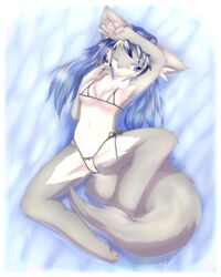 anthro bipedal blue_eyes blue_hair blush breasts canine clothed clothing female fur furry hair hazukikai lying mammal nipples on_back pussy skimpy solo spread_legs spreading swimsuit