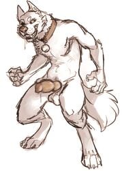 1boy 2014 animal_genitalia anthro balls canine canine_penis claws collar cum cum_drip dripping erection fluff fur grin hoot knot looking_at_viewer male male_only mammal nude paws penis precum smile solo standing teeth were werewolf white_fur wolf