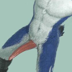 anthro avian biped bird blue_body blue_feathers blue_jay corvid crotch_shot erection feathers genitals hi_res high-angle_view jay_(bird) male male_anthro new_world_jay oscine passerine penis solo tapering_penis virtyalfobo white_body white_feathers