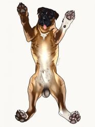 anatomically_correct animal_genitalia balls brown_body brown_eyes brown_fur cane_corso canid canine canis domestic_dog feral fur genitals hi_res high-angle_view jetraraven looking_at_viewer male mammal mastiff molosser multicolored_body multicolored_fur pawpads paws sheath signature simple_background solo striped_body striped_fur stripes tongue tongue_out white_body white_fur