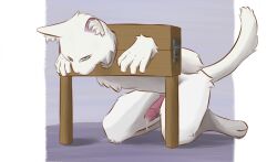 4_toes 5_fingers animal_genitalia anthro barefoot blue_eyes blue_sclera bodily_fluids bound chuchochi digitigrade domestic_cat feet felid feline felis fingers fur genital_fluids genitals head_down hi_res inner_ear_fluff kneeling kneeling_on_ground lying male male_anthro mammal metal nude on_front penis pink_ears pink_nose precum restrained_arms restrained_neck restraints sheath simple_background solo stocks toes tuft white_body white_fur wood