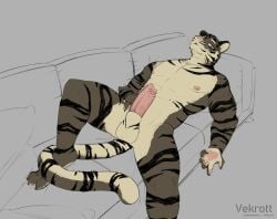 absurd_res animal_genitalia anthro balls barazoku felid genitals grey_background hi_res male mammal pantherine penile_spines penis sheath simple_background solo tiger vekrott