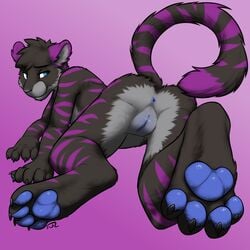 anthro anus ass black_fur blue_eyes cuntboy feline foot_focus fur hindpaw intersex looking_at_viewer mammal mestiso mestiso_(character) nude pawpads paws pussy soles solo swizzlestix tiger