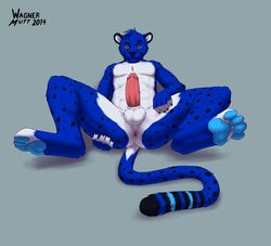 1boy 2014 4_toes absurd_res anthro anthro_only anus ass balls blue_fur brown_eyes cheetah feline fur hi_res hindpaw looking_at_viewer lying male male_only mammal on_back paws penis plain_background presenting presenting_hindquarters shadow solo spots stripes subzero toes vein wagnermutt white_fur