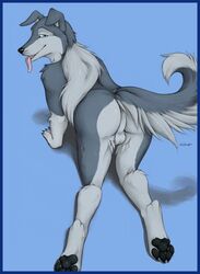 all_fours anthro anus ass backsack balls big_ass blue_eyes border_collie canine digitigrade fur furry furry_only looking_at_viewer looking_back male male_only mammal pawpads paws penis perineum presenting presenting_hindquarters raised_tail rear_view solo tail tongue tongue_out truegrave9 tyke