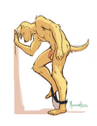 1boy anthro balls canine clothing flaccid fur humanoid_penis jockstrap little_buddy male male_only mammal meesh penis plain_background plantigrade raised_tail solo travis_(meesh) underwear undressing white_background yellow_fur