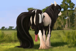 2014 animal_genitalia anus ass balls equine erection feral grass gypsy_vanner hair horse horsecock long_hair looking_at_viewer looking_back lostdragon01 male mammal nude outside penis pony presenting presenting_hindquarters solo