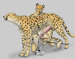 anthro anthro_on_feral bondage cheepard cheetah cum dildo duo erection feline female feral handjob hotwert hyper hyper_penis interspecies jasiri liquid male mammal penis penis_milking semen_collection sex_toy spreader_bar straight strapon syringe zoophilia