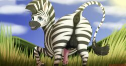 animal_genitalia anus big_ass big_butt br333 equine horse horse_penis horsecock looking_at_viewer looking_back madagascar_(series) marty_the_zebra tail zebra zebra_tail