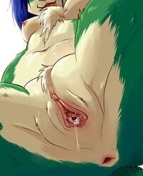 anthro anus blue_hair breasts chest_tuft clitoris female fur green_fur hair konekonoarashi lagomorph low-angle_shot mammal nipples nude pussy pussy_juice solo spread_legs spread_pussy spreading tan_fur tuft urethra worm's-eye_view