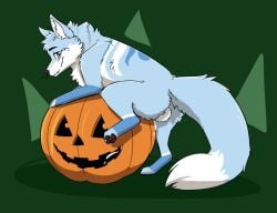 akito_(akitoe) anatomically_correct animal_genitalia animal_penis blue_body blue_fur bodily_fluids canid canine championwhoops_(artist) cum cum_in_pumpkin ejaculation feral food food_fetish food_penetration food_play fox fruit fur furry genital_fluids genitals improvised_sex_toy jack-o'-lantern male mammal masturbation penetrating_pumpkin penis plant pumpkin pumpkin_masturbation scar solo tongue tongue_out