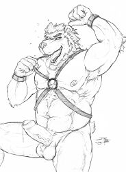 2013 absurd_res alternate_version_at_source anthro armpit_hair balls bear body_hair cheek_tuft chest_tuft crazydrak dated erection facial_tuft foreskin front_view genitals hair hand_over_head harness hi_res humanoid_genitalia humanoid_penis looking_at_viewer male mammal monochrome muscular muscular_anthro muscular_male narrowed_eyes neck_tuft nipples nude open_mouth overweight overweight_anthro overweight_male penis pubes short_hair simple_background solo tongue tongue_out tuft uncircumcised