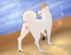 absurd_res animal_genitalia animal_vulva anus beach black_nose black_pawpads canid canine canine_genitalia canine_vulva canis curled_tail domestic_dog female feral fur genitals hi_res mammal nauticalcanine pawpads paws pink_anus pink_vulva purple_eyes pussy shiba_inu solo solo_focus spitz summer tail tongue tongue_out vulva white_body white_fur