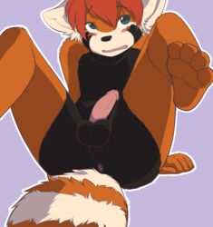 anthro anus ass balls blush erection green_eyes hair looking_away male male_only mammal mix nude open_mouth paws penis plain_background red_hair red_panda shy solo spix spread_legs spreading