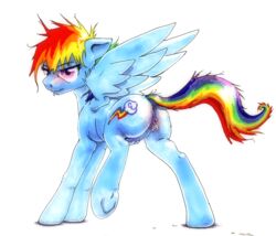 2015 anus ass blue_fur crotchboobs dock equine female feral friendship_is_magic fur hair hi_res mammal multicolored_hair my_little_pony oddwarg pegasus plain_background pussy pussy_juice rainbow_dash_(mlp) rainbow_hair raised_leg solo white_background wings