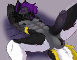 anthro arctiiclights bed bedding black_body black_genitals black_penis canid canine cory_(xcorythewolfx) dire_wolf facial_piercing fur furgonomic_piercing furgonomics furniture genitals grey_body grey_fur hair hi_res lying male mammal muscular muzzle_piercing nose_piercing on_back penis piercing prehistoric_species purple_eyes purple_hair solo white_body white_fur