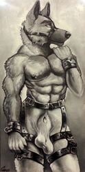 abs balls bridle canine chumbasket cuffs furry german_shepherd greyscale leather male male_only mammal monochrome muscles nipples nude pecs penis sheath solo