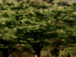 00s 1girls 2006 animated anime_screenshot anus ass bible_black bible_black_only breasts cum cum_in_pussy cumdrip cup female female_pubic_hair kurimoto_maki large_breasts nipples open_clothes outdoors partially_undressed pubic_hair pussy short_hair sportswear spread_legs spread_pussy straight sweatband swept_bangs tagme tennis_shoes tennis_uniform tree uncensored vaginal_penetration